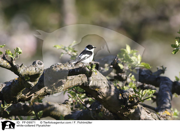 white-collared Flycatcher / FF-09971