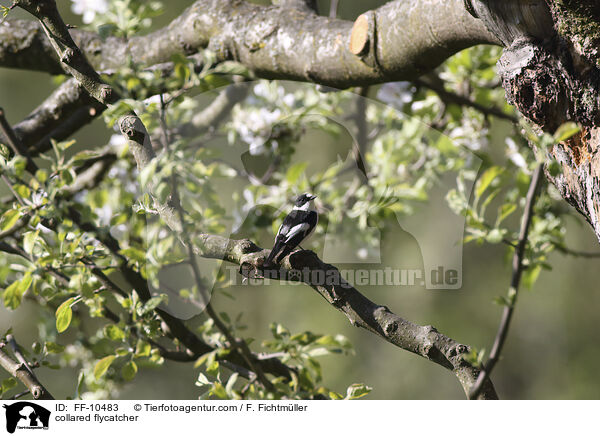 collared flycatcher / FF-10483
