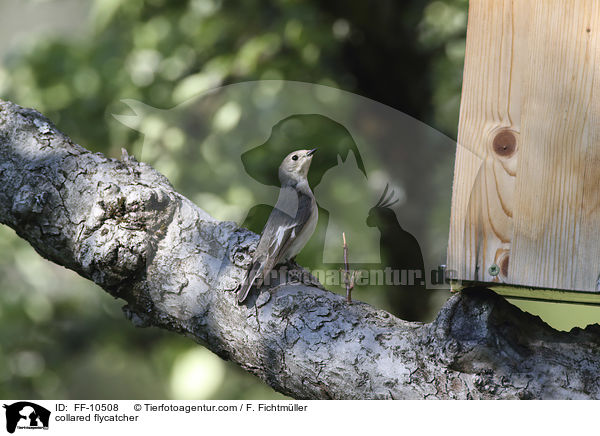 Halsbandschnpper / collared flycatcher / FF-10508