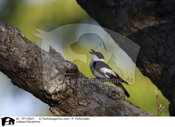 Halsbandschnpper / collared flycatcher / FF-10521