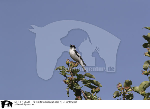 Halsbandschnpper / collared flycatcher / FF-10528