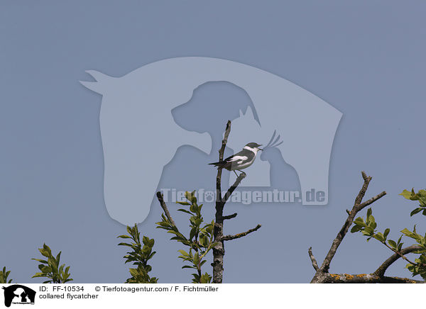 Halsbandschnpper / collared flycatcher / FF-10534