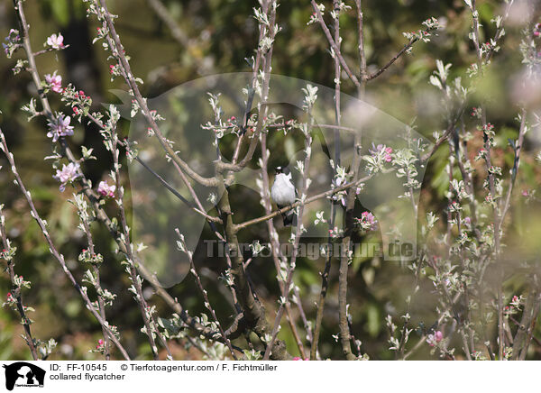 Halsbandschnpper / collared flycatcher / FF-10545