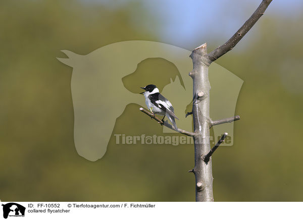 Halsbandschnpper / collared flycatcher / FF-10552