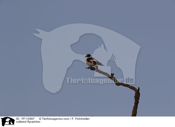 Halsbandschnpper / collared flycatcher / FF-10567