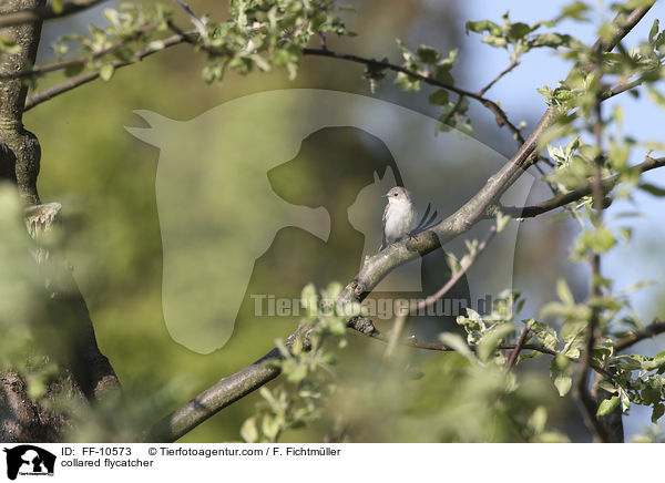 Halsbandschn�pper / collared flycatcher / FF-10573