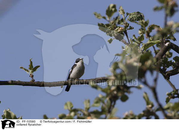 Halsbandschn�pper / collared flycatcher / FF-10580