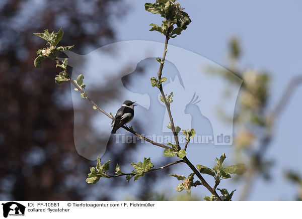 Halsbandschnpper / collared flycatcher / FF-10581