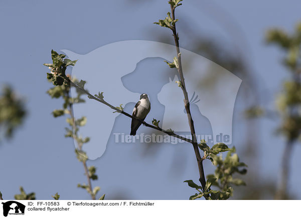 Halsbandschn�pper / collared flycatcher / FF-10583