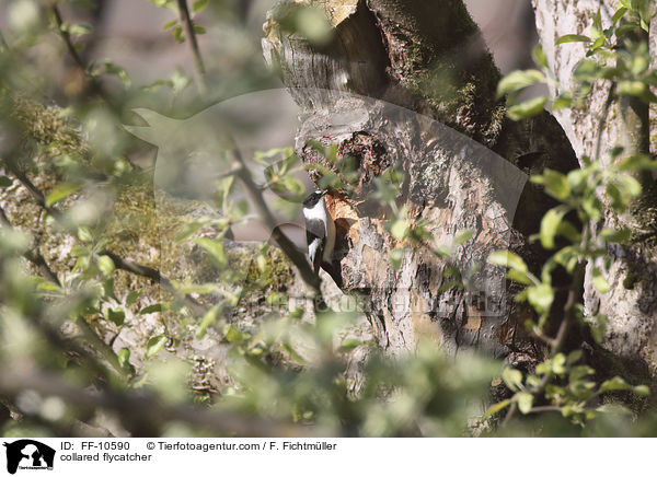 Halsbandschnpper / collared flycatcher / FF-10590