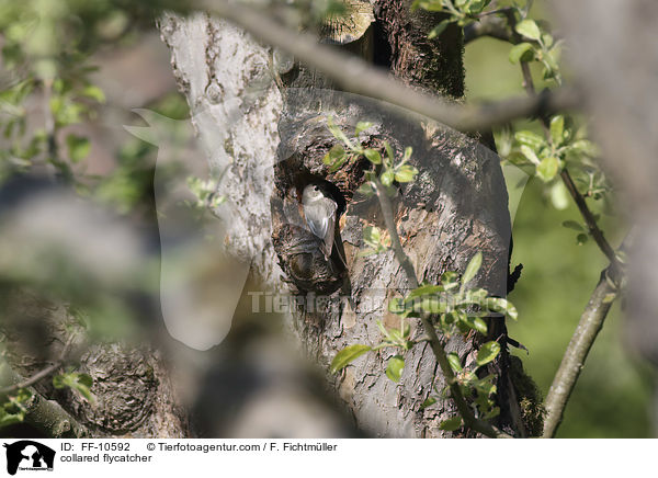Halsbandschn�pper / collared flycatcher / FF-10592