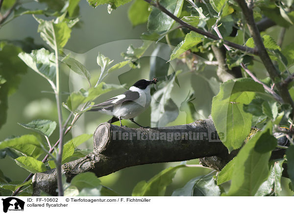 Halsbandschnpper / collared flycatcher / FF-10602