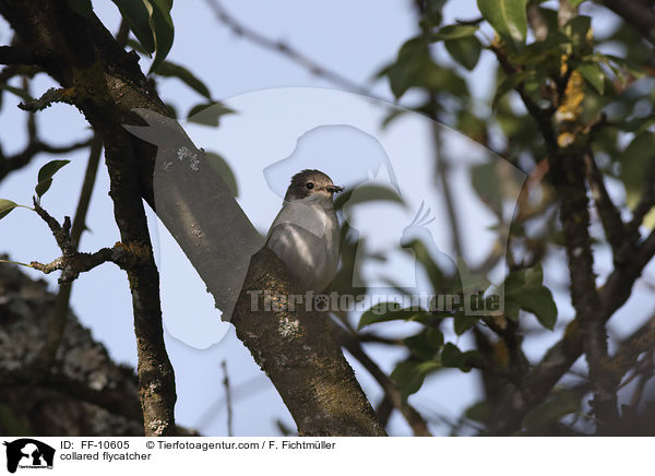 Halsbandschnpper / collared flycatcher / FF-10605