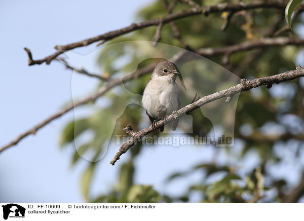 Halsbandschnpper / collared flycatcher / FF-10609