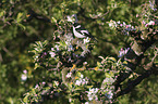 white-collared Flycatcher