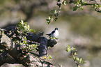 white-collared Flycatcher