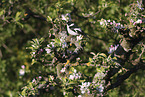 collared flycatcher