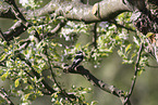 collared flycatcher