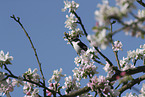 collared flycatcher