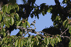 collared flycatcher