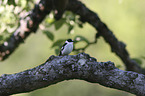 collared flycatcher