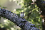 collared flycatcher