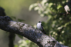 collared flycatcher