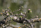 collared flycatcher