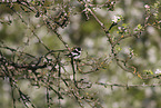 collared flycatcher