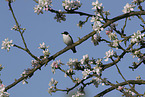 collared flycatcher