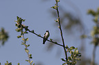 collared flycatcher