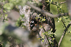 collared flycatcher