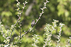 collared flycatcher