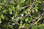 collared flycatcher