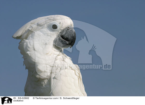 Weihaubenkakadu / cockatoo / SS-02882