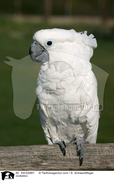 Weihaubenkakadu / cockatoo / SS-02887