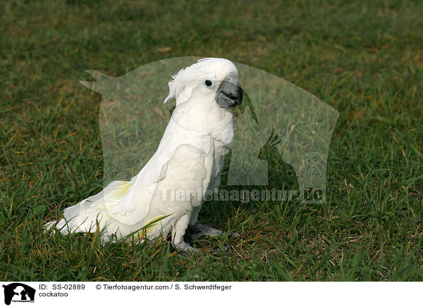 cockatoo / SS-02889