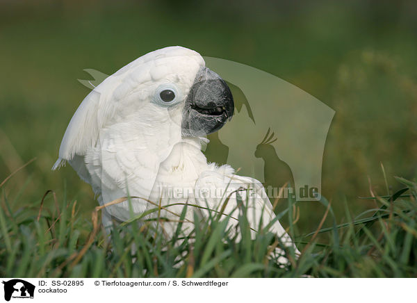 Weihaubenkakadu / cockatoo / SS-02895