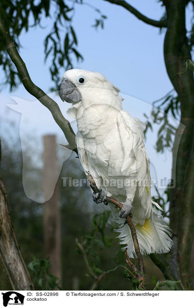 Weihaubenkakadu / cockatoo / SS-02896