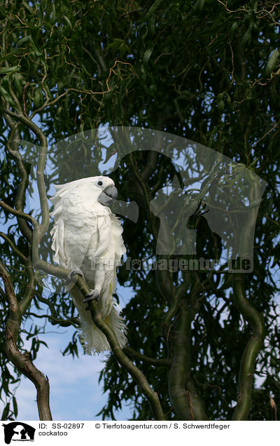 cockatoo / SS-02897