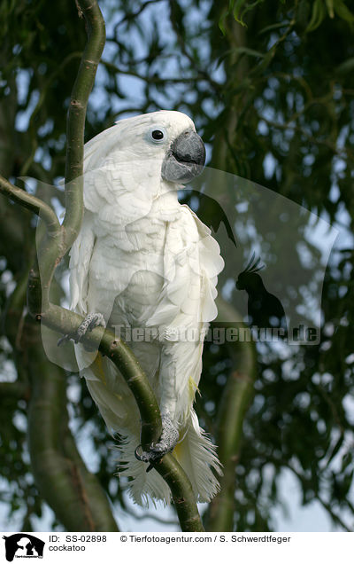 Weihaubenkakadu / cockatoo / SS-02898