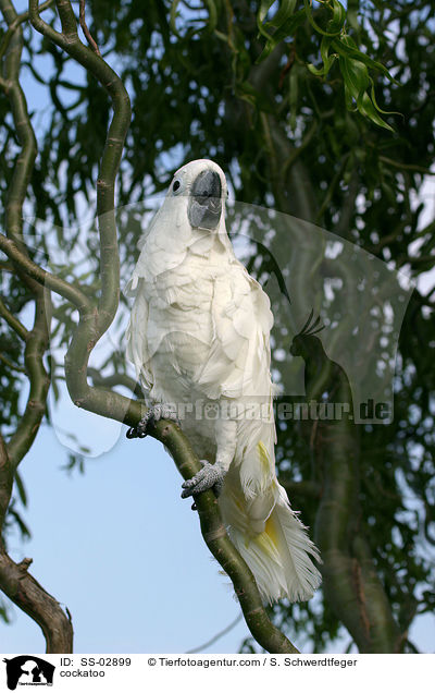 Weihaubenkakadu / cockatoo / SS-02899