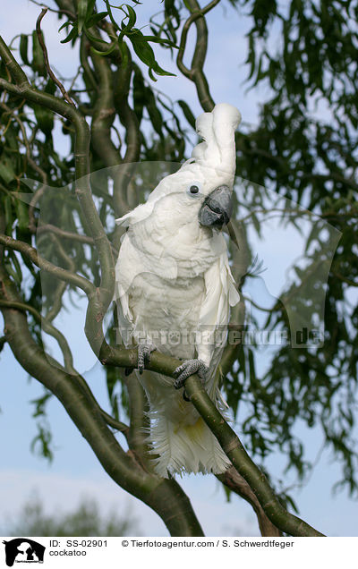 Weihaubenkakadu / cockatoo / SS-02901