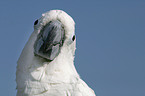 cockatoo