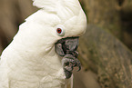 umbrella cockatoo