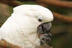 umbrella cockatoo