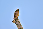 white-eyed buzzard