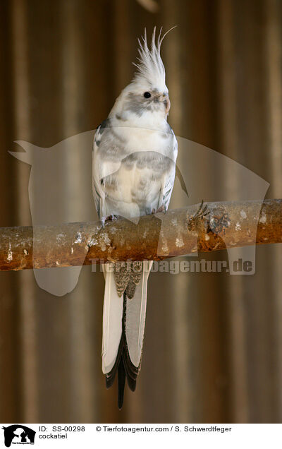 Weikopf-Nymphensittich / cockatiel / SS-00298