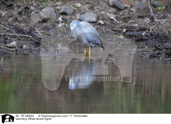 standing White-faced Egret / FF-08924