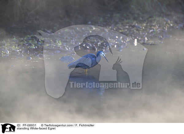 stehender Weiwangenreiher / standing White-faced Egret / FF-08931